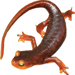 Sierra Newt